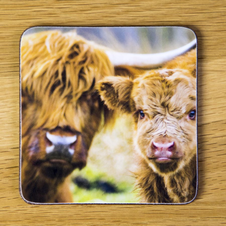 Highland Cattle and Calf Coaster dc0003-3321