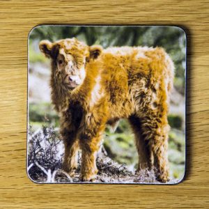 Highland Cattle Calf Coaster "Teddy" dc0004-3319