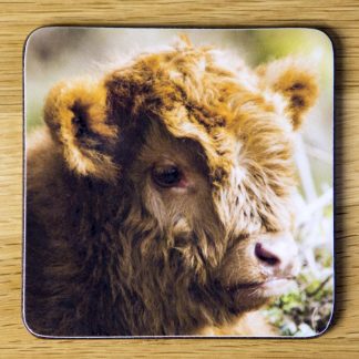 Highland Cattle Calf Coaster "Tired" dc0007-3314