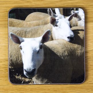 Orange Sheep Coaster dc0009-3322