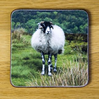 Swaledale Sheep Coaster "1111" dc0014-3307