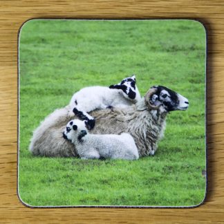 "Family Hugs" Swaledale Sheep Coaster dc0015-3309