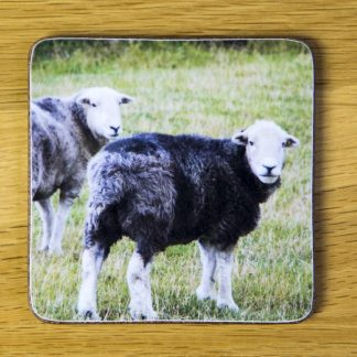 Two Herdwick Sheep Coaster dc0018-3320