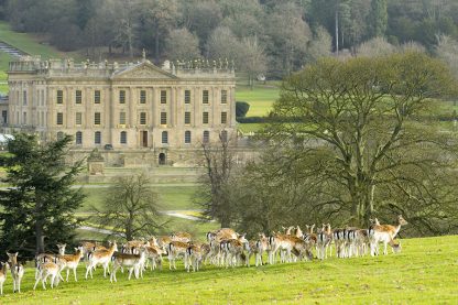 The Herd at Chatsworth House