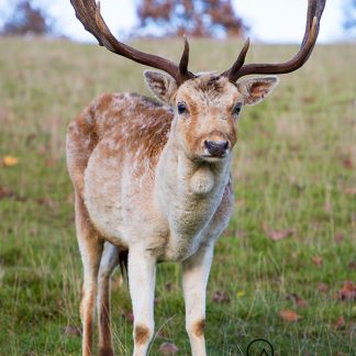 Fallow Deer Stag at Chatsworth House "Willow"