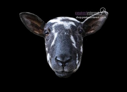 Gritsone Sheep, Mule Portrait