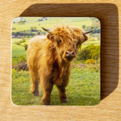 Young Maisie The Highland Cow Coaster