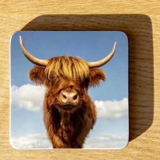 Bracken the Highland Cow of Baslow Edge